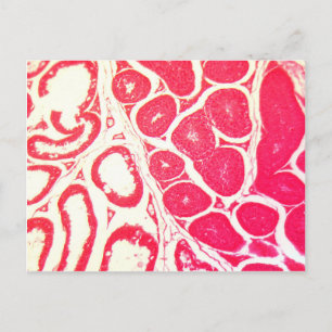 Cartão Postal Células de Testícula no Microscópio