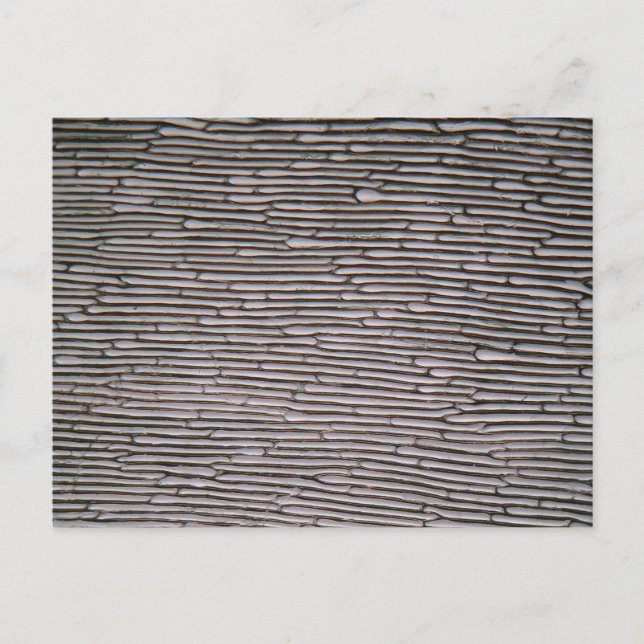 Cartão Postal Células epiderme de cebola de alcalão no microscóp (Frente)