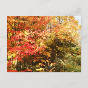 Cartão Postal Cena da paisagem de árvores Adirondacks no campo d