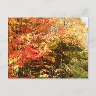 Cartão Postal Cena da paisagem de árvores Adirondacks no campo d