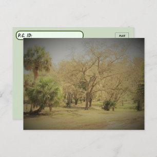 Cartão Postal Cena de Floresta de Quaint na Flórida