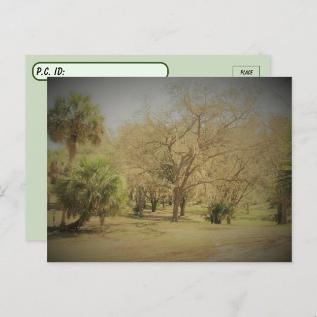 Cartão Postal Cena de Floresta de Quaint na Flórida (Frente/Verso)