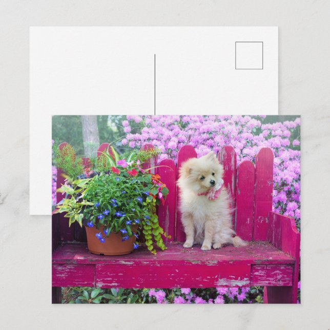 Cartão Postal Cena de Jardim de Cachorro Pomeraniano (Frente/Verso)