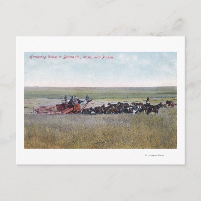 Cartão Postal Cena de Trigo de Colheita (Frente)