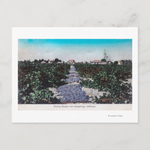 Cartão Postal Cena de Vinha de Uvas SecandoKingsburg, CA