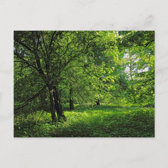 Cartão Postal Cena de Woodland. Blackweir Woods, Cardiff (Frente)