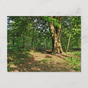 Cartão Postal Cena de Woodland. Blackweir Woods, Cardiff