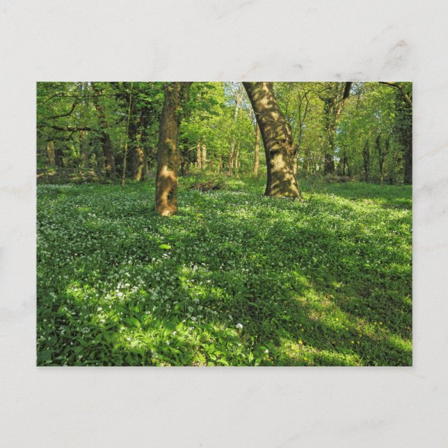 Cartão Postal Cena de Woodland. Blackweir Woods, Cardiff (Frente)