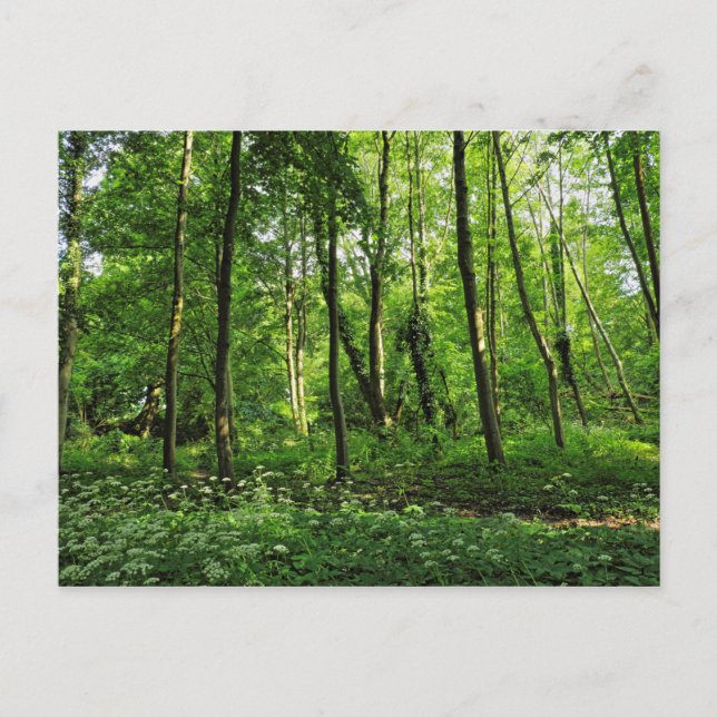 Cartão Postal Cena de Woodland. Blackweir Woods, Cardiff (Frente)