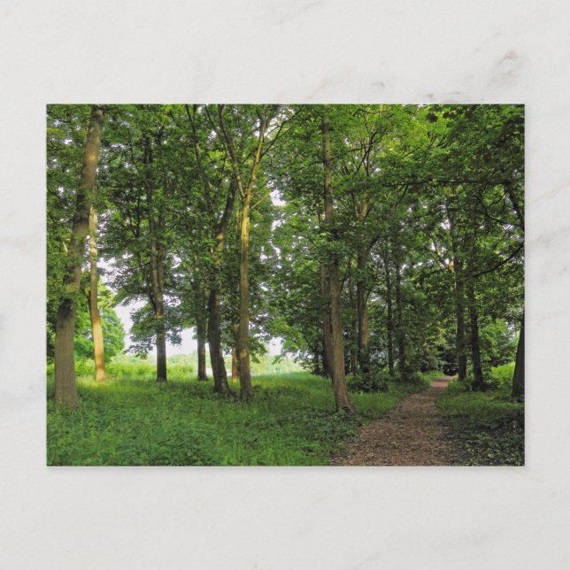 Cartão Postal Cena de Woodland. Blackweir Woods, Cardiff (Frente)