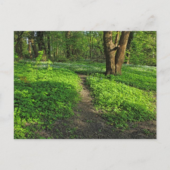 Cartão Postal Cena de Woodland. Blackweir Woods, Cardiff (Frente)