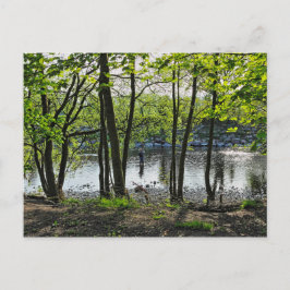 Cartão Postal Cena de Woodland. Blackweir Woods, Cardiff
