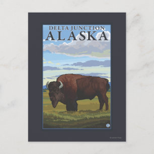 Cartão Postal Cena do bisonte - junção do delta, Alaska