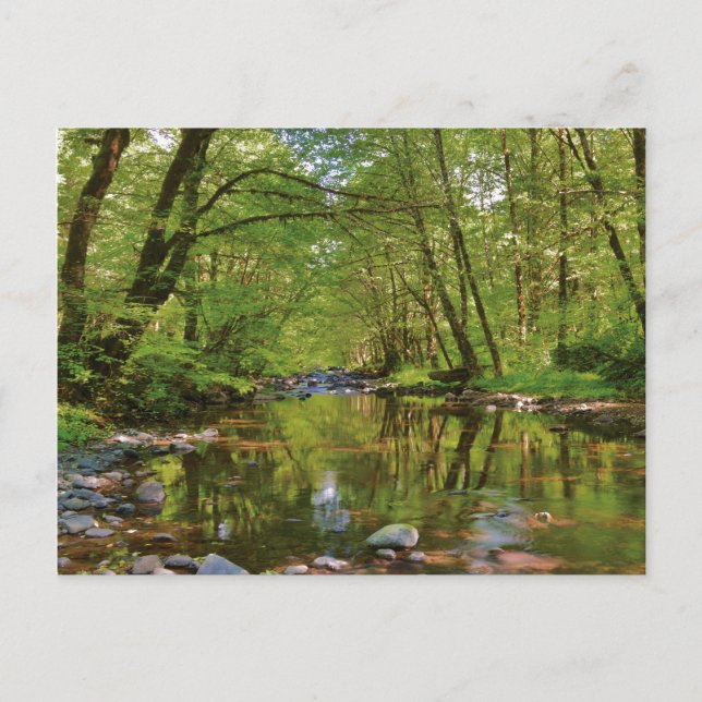 Cartão Postal Cena do rio Wilson (Frente)