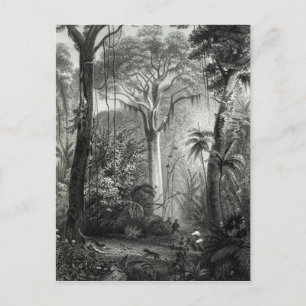 Cartão Postal Cena em Floresta Brasileira Gravada por