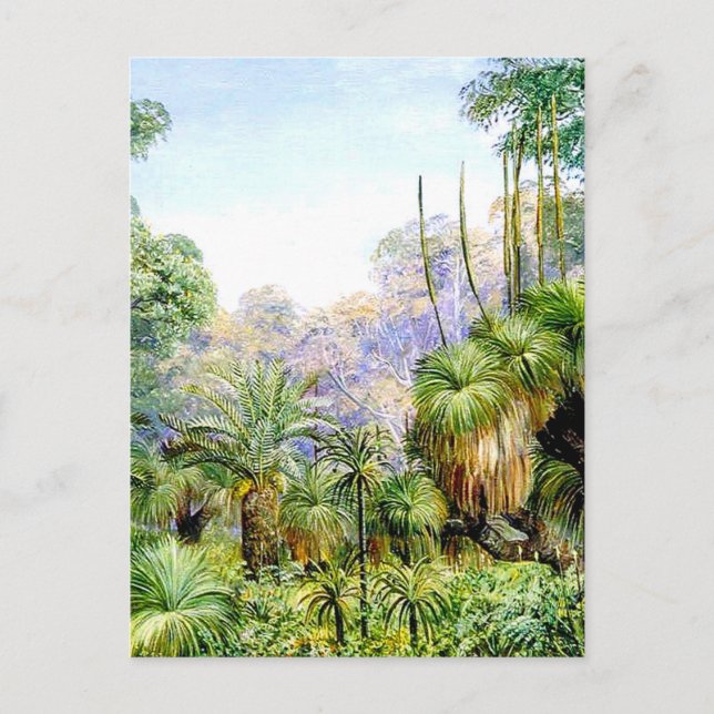 Cartão Postal Cena Florestal no Oeste da Austrália, (Frente)