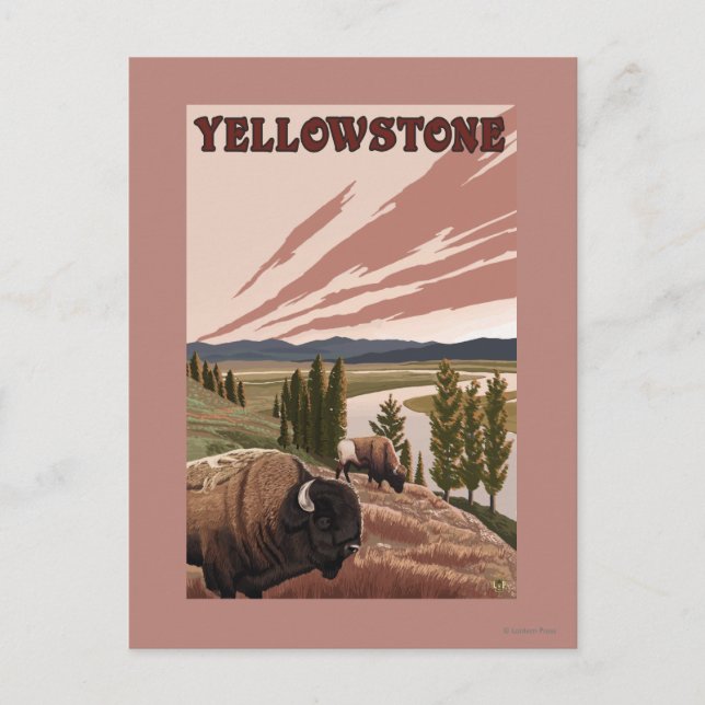 Cartão Postal Cena YellowstoneBison (Frente)