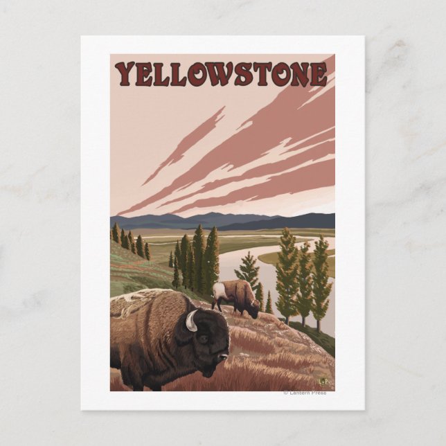 Cartão Postal Cena YellowstoneBison (Frente)
