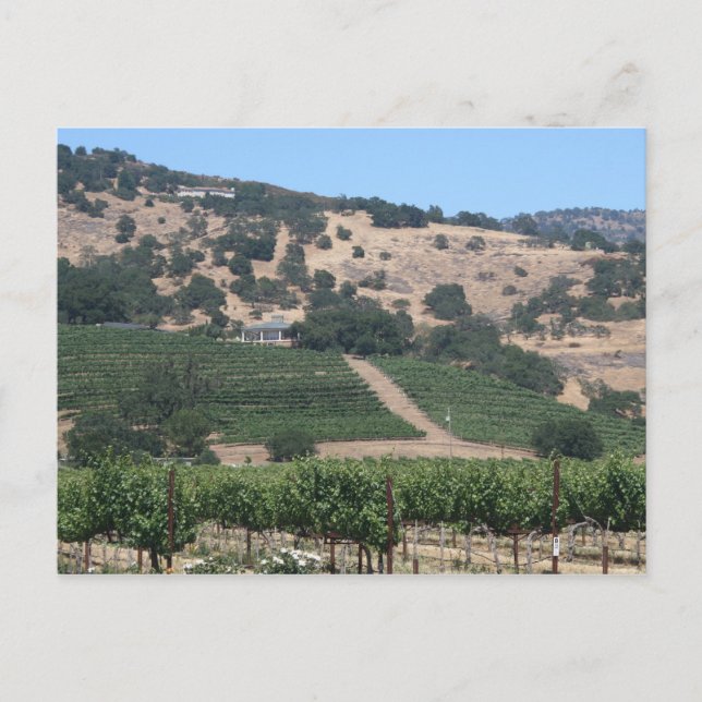 Cartão Postal Cenário da Vinícola Napa Valley (Frente)