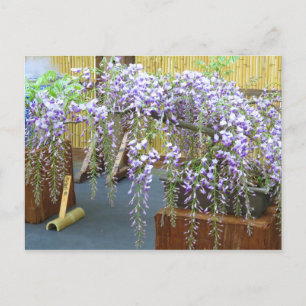 Cartão Postal Cenário do Japão [cartão postal]