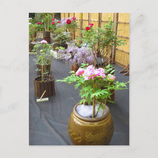 Cartão Postal Cenário do Japão [cartão postal] (Frente)