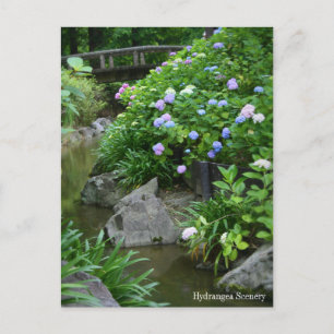 Cartão Postal Cenário Hydrangea:Cartão postal