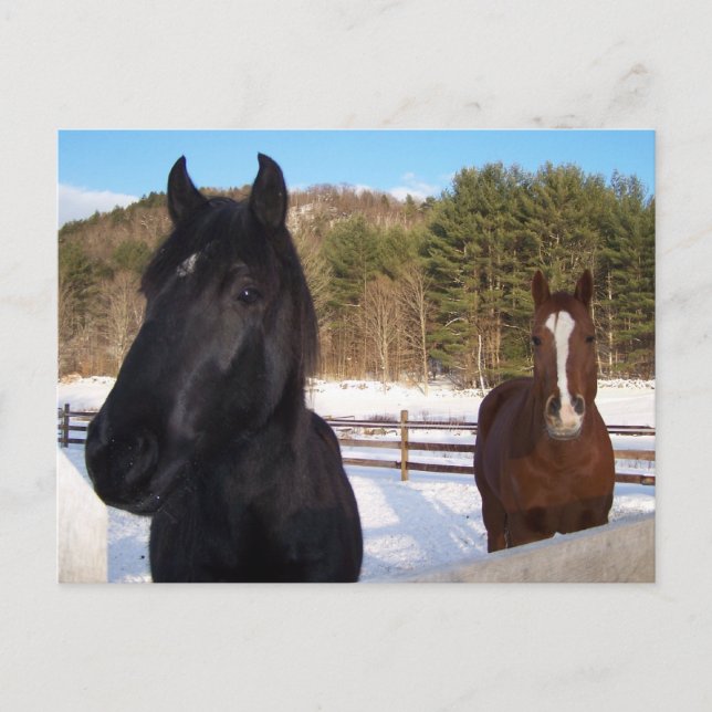 CARTÃO POSTAL CENÁRIOS DE CAVALO (Frente)