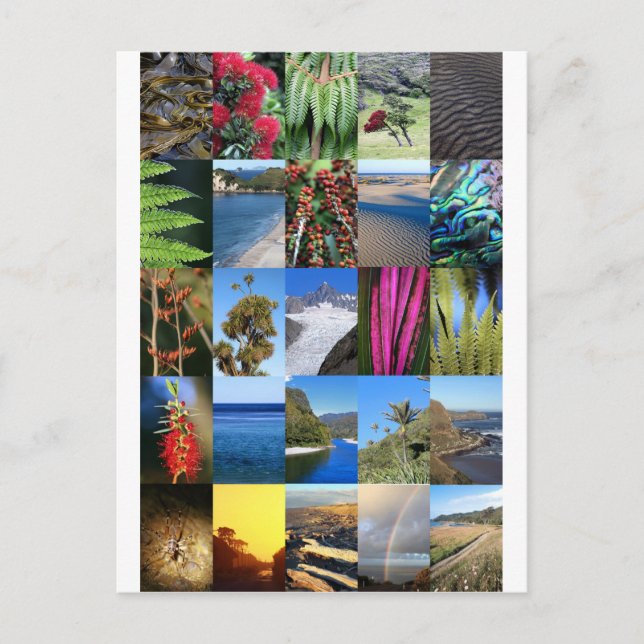 Cartão Postal Cenas da natureza de Kiwiana da Nova Zelândia (Frente)