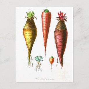 Cartão Postal cenoura francesa do país da ilustração da comid
