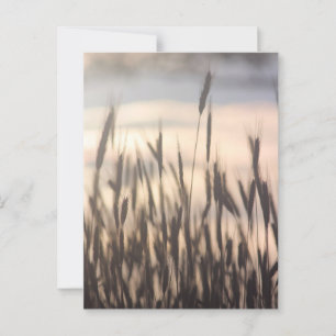 Cartão Postal Centeio crescendo alto ao pôr do sol