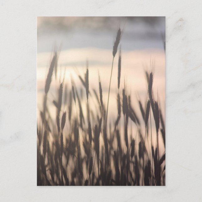 Cartão Postal Centeio crescendo alto ao pôr do sol (Frente)