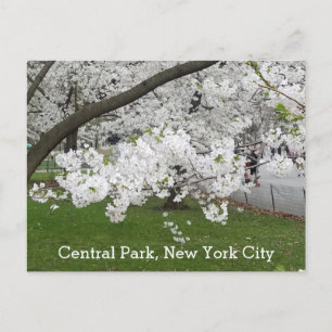 Cartão Postal Central Park New York Blossoming Tree em Primavera