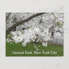 Cartão Postal Central Park New York Blossoming Tree em Primavera