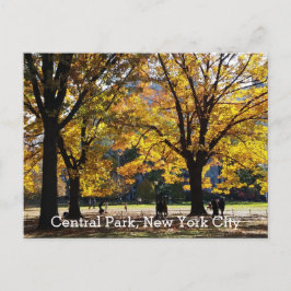Cartão Postal Central Park Nova York Outono Árvores Amarelas