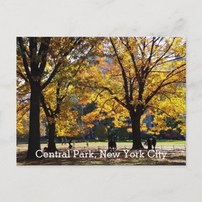 Cartão Postal Central Park Nova York Outono Árvores Amarelas (Frente)