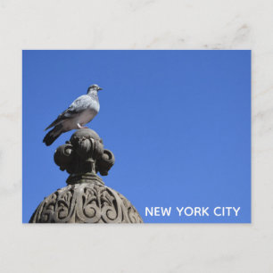 Cartão Postal Central Park Pigeon Blue Sky Nova Iorque Pird