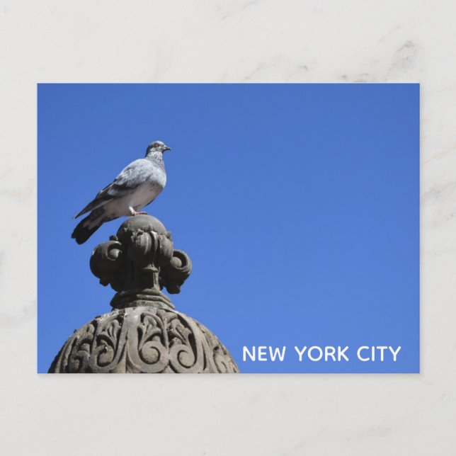 Cartão Postal Central Park Pigeon Blue Sky Nova Iorque Pird (Frente)