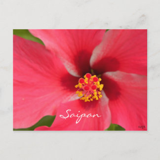 Cartão Postal Centro de Hibiscus Rosa