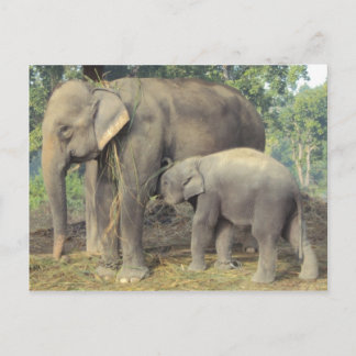 Cartão Postal Centro de reprodução de elefante chitwan - bebê e