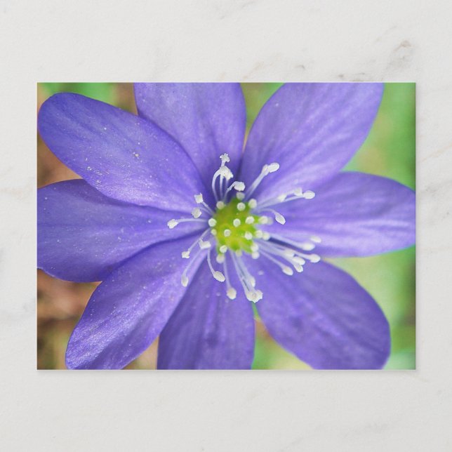 Cartão Postal Centro de uma flor azul com selos brancos (Frente)
