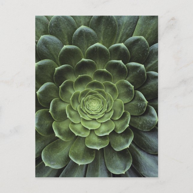 Cartão Postal Centro do cacto (Frente)