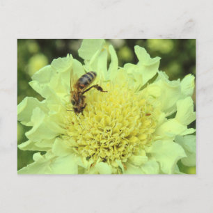 Cartão Postal Cephalaria Gigantea com uma Abelha