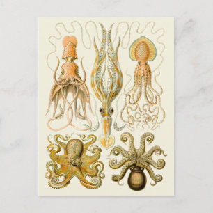 Cartão Postal Cephalopoda Octopus Mar de Lulas