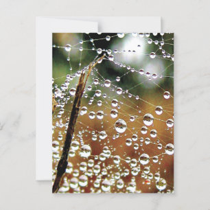 Cartão Postal Cerca de queda coberta em poeira, aranha