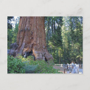 Cartão Postal Cercas de Casca de Florestas de Sequoias