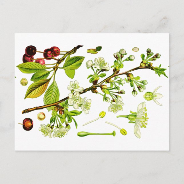 Cartão Postal cereja (Frente)