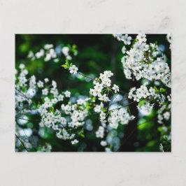 Cartão Postal Cereja branca floresce folhas verdes