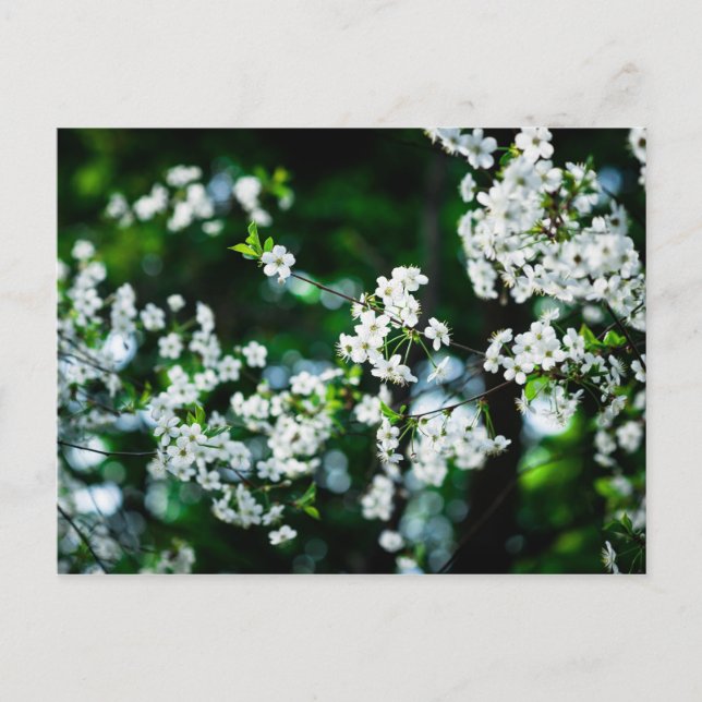 Cartão Postal Cereja branca floresce folhas verdes (Frente)