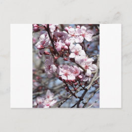 Cartão Postal cereja floresce