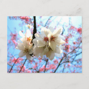Cartão Postal Cereja floresce - Cartão-postal